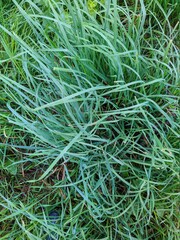 green grass with dew drops in the morning