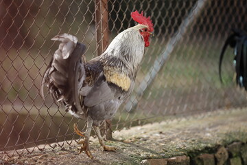 Castilla y León. León. Valdepiélago. El arte de la pesca con plumas de LEÓN. 