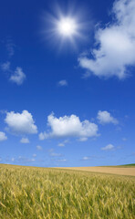 Obraz premium 麦畑と太陽