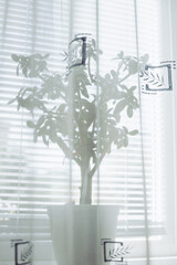 flowerpot, bonsai in pots on the windowsill behind the curtains