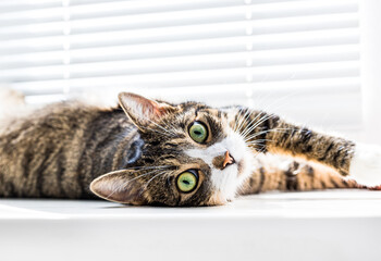 Naklejka premium Beautiful, cute cat with green eyes lies