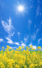 Obraz premium 菜の花と太陽