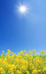 Obraz premium 菜の花と太陽