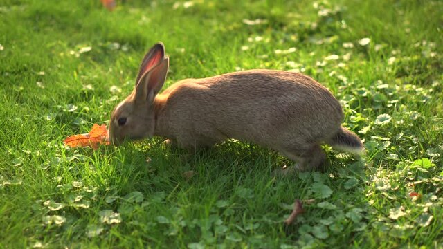 Rabbit eats grass on a green lawn in the sunlight. Close-up. Animal in city park