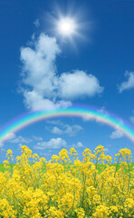 菜の花と太陽と虹