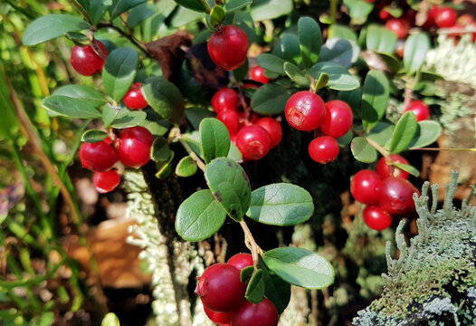 Ripe juicy cranberries from the forest