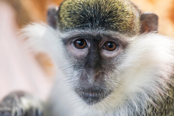 Close-up portrait of green monkey. Young green monkey. Vervet Monkey