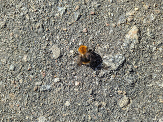 bumblebee on the pavement during the daytime in autumn