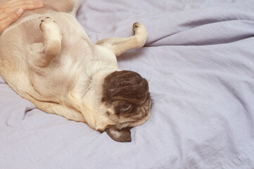 Small cute pug dog sleeping at home on the bed. good morning with the pet