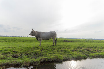 A Gascon cow standing in the meadow