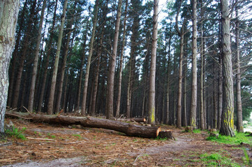 forest in autumn in south africa at dusk. beautiful scenery and staging