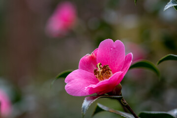 Close up of a pink camellia flower