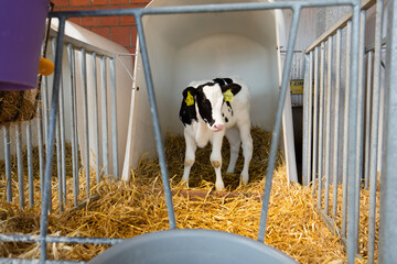 Rinder, Kalb im Stahl, Tierwohl