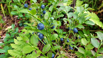 Freshly picked blueberries. Juicy and fresh blueberries with green leaves. Blueberry antioxidant. Healthy food and nutrition concept
