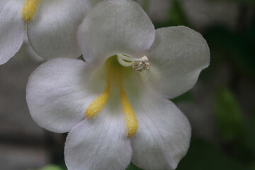 Fototapeta na wymiar white and yellow flower