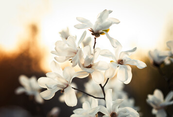 Magnolia. Very beautiful white flowers on the lake