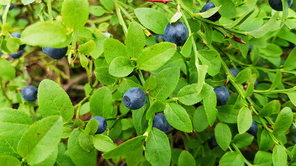 Freshly picked blueberries. Juicy and fresh blueberries with green leaves. Blueberry antioxidant. Healthy food and nutrition concept
