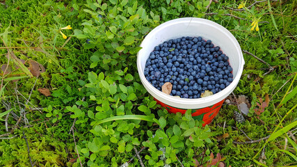 Freshly picked blueberries. Juicy and fresh blueberries with green leaves. Blueberry antioxidant. Healthy food and nutrition concept