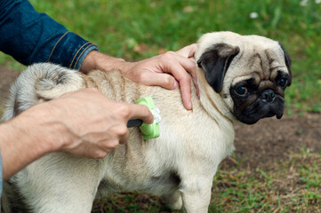 Person combs dog with a metal grooming comb. seasonal molting of pets and removal of excess...