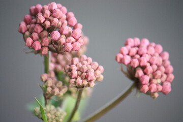 close up of pink flower