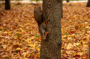 A red fluffy squirrel sits on a tree trunk in a bright autumn Park.