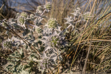 Eryngium growing on the beach in Sardinia. 