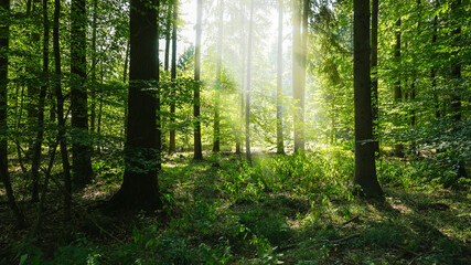 Morning sun in the summer forest - nature green environment trees in a natural woods