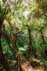 Giant Tree Fern in New Zealand