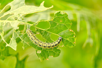 The green shaggy caterpillar destroys fresh foliage. Pests threaten the garden site.