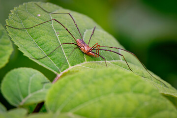  Spider haycous ordinary (Phalangium opilio) waits for prey on the leaves of Gortensia. Macro photo.