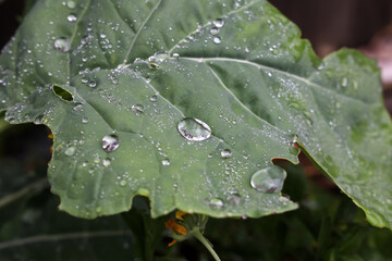 Large drops of moisture on green leaves