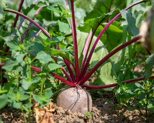 Organic Beetroot, the taproot of a Beet plant (Beta vulgaris subsp. vulgaris), growing outdoors in...