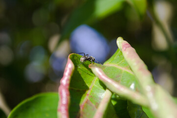 Formiga passeando em uma folha do jardim