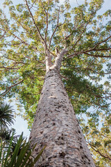 Fototapeta premium Under a Kauri Tree