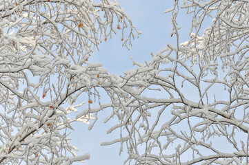 Snow-covered branches of the birch trees.
