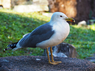 Seagull bird sitting on roman ruins