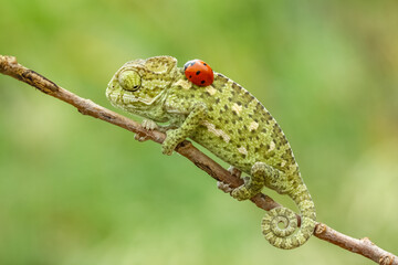 ladybird on a tree © mehmetkrc