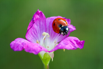 ladybug on flower