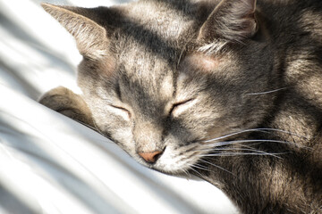 Sleeping grey tabby cat in the sun 