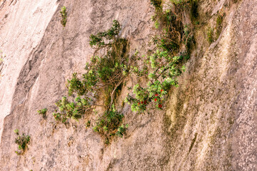 Close-up of Pohutukawa trees growing on cliffs in New Zealand