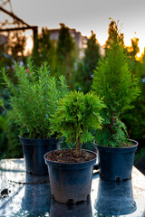Ornamental plants in pots. Fir trees and rosemary.