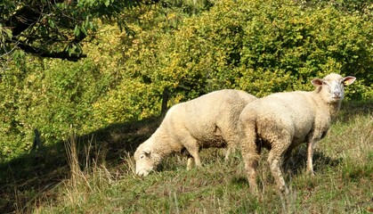 Fototapeta premium Two merino sheep grazing a grassy slope among vineyards in Weinfelden, winery region in Switzerland. 