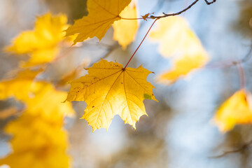Beauitful yellow maple leves on a tree