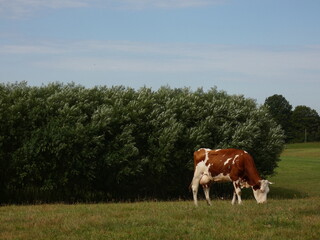 Fototapeta na wymiar Brown and white cow grazing next to basket willow shrub (Salix viminalis), Mazury province, Poland