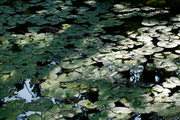 睡蓮の池