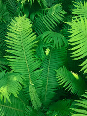 Large fern leaves