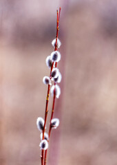 Pussy willow branches with catkins, soft fluffy spring buds in sunlight. Early spring Easter background. Text space. Traditional decoration for Palm Sunday Europe. Selective focus, blurred background.