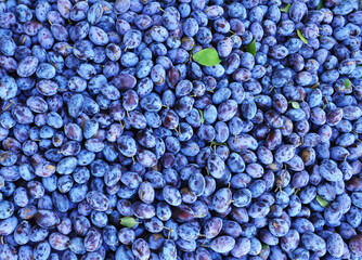 Many blue plums