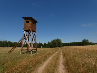 Rural landscape with tree stand on the field, Mazury province, Poland