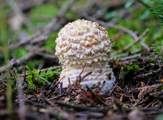 Ein junger Fliegenpilz (Amanita muscaria) bei dem das Velum noch die gesamte Kappe des Pilzes bedeckt